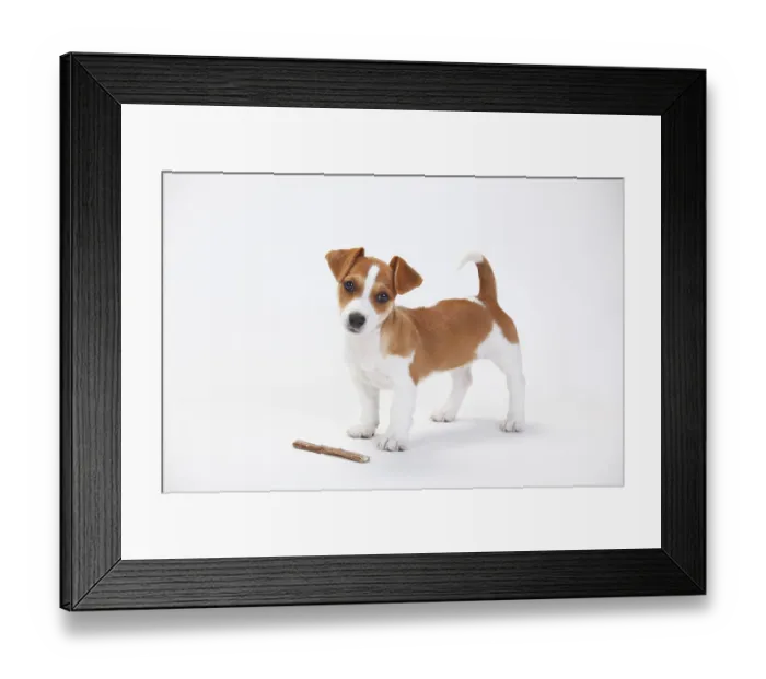 Framed Print : Jack Russell Terrier, Puppy, 9 weeks, Bitch Framed Print : Jack Russell Terrier, Puppy, 9 weeks, Bitch