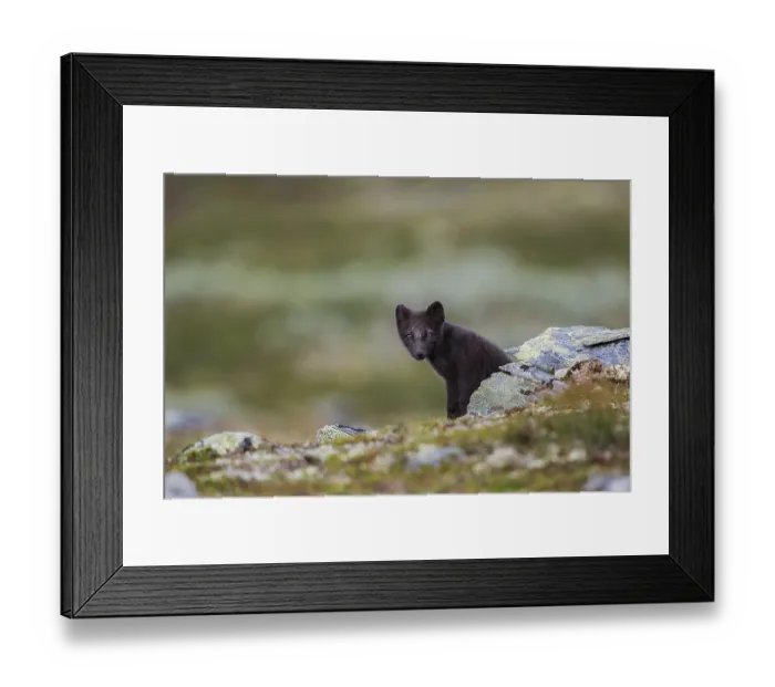Framed Print : Arctic fox (Vulpes lagopus), juvenile on Fjell Framed Print : Arctic fox (Vulpes lagopus), juvenile on Fjell