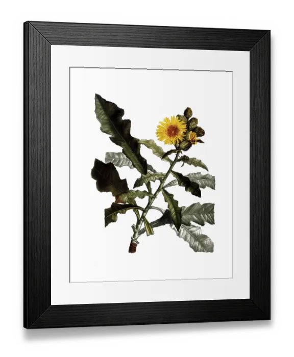 Framed Print : Shrubby sow thistle, Sow thistles Framed Print : Shrubby sow thistle, Sow thistles