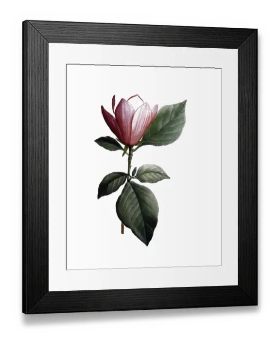 Framed Print : Lily magnolia, Magnolia discolor