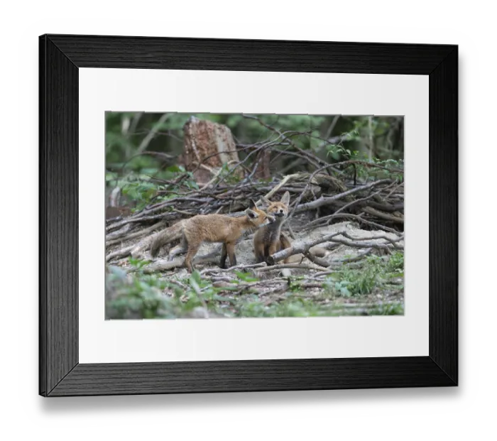 Framed Print : Red fox (Vulpes vulpes) fox cubs