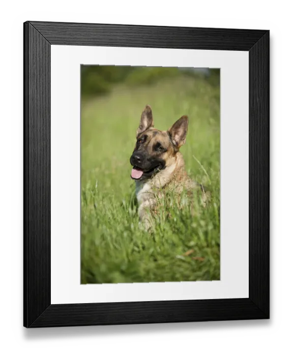 Framed Print : Malinois or Belgian Shepherd Dog, portrait Framed Print : Malinois or Belgian Shepherd Dog, portrait