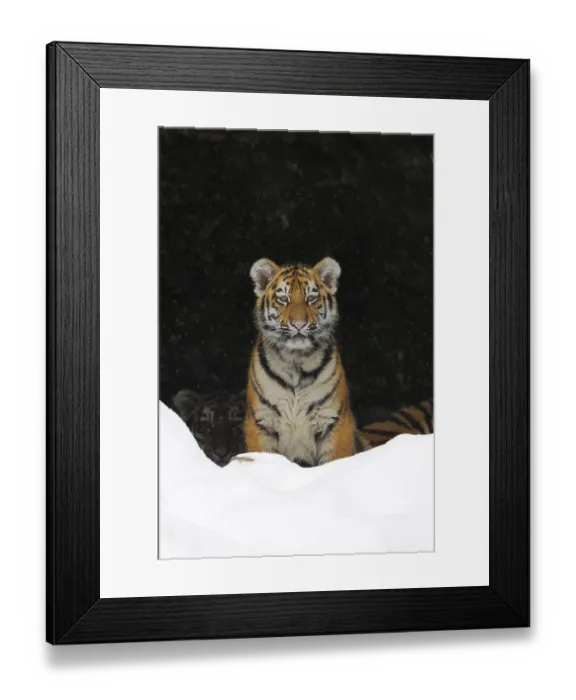 Framed Print : Siberian Tiger (Panthera tigris altaica), cub