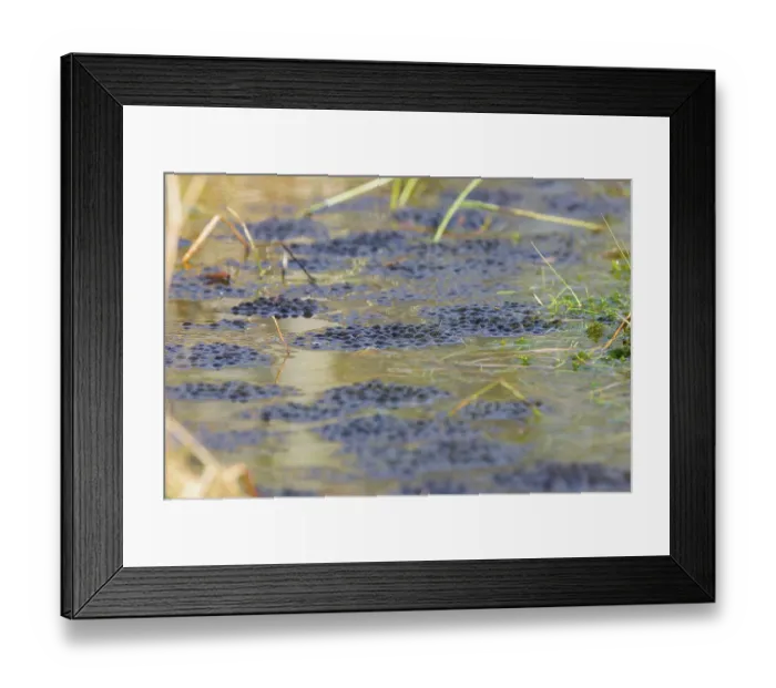 Framed Print : Spawn of moor frog (Rana arvalis)