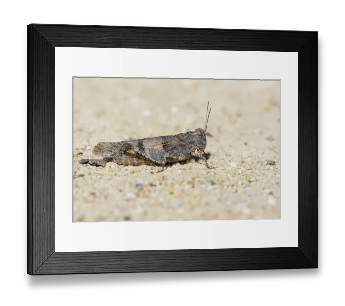 Framed Print : Blue-winged grasshopper (Oedipoda caerulescens)