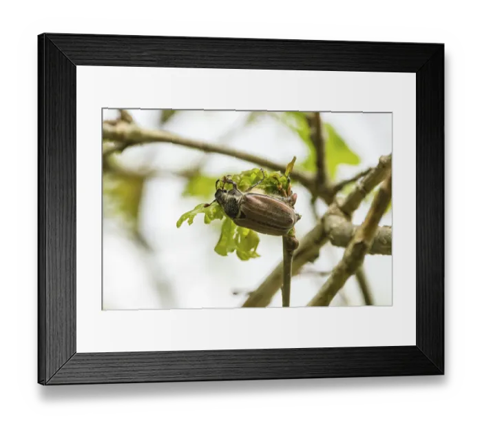 Framed Print : Cockchafer (Melolontha hippocastani) female on fresh oak leaves Framed Print : Cockchafer (Melolontha hippocastani) female on fresh oak leaves