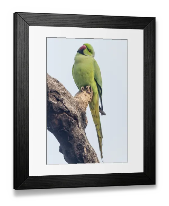 Framed Print : Indian Ringnecked Parakeet (Psittacula krameri manillensis) Framed Print : Indian Ringnecked Parakeet (Psittacula krameri manillensis)