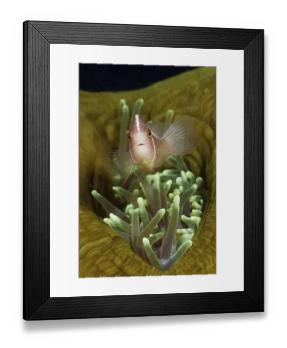 Framed Print : Collar Anemonefish, Amphiprion perideraion Framed Print : Collar Anemonefish, Amphiprion perideraion