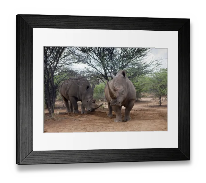 Framed Print : White rhinoceros, Ceratotherium simum, Namibia Framed Print : White rhinoceros, Ceratotherium simum, Namibia