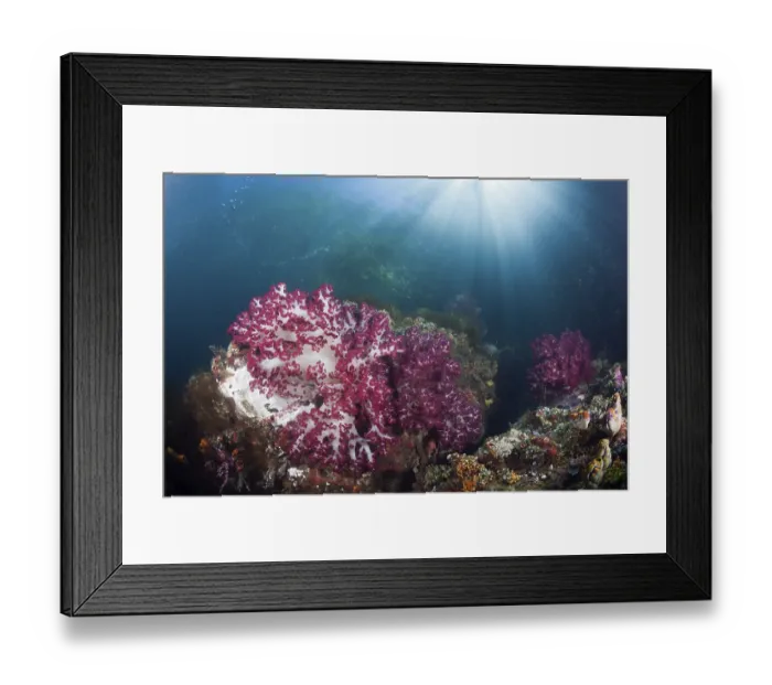 Framed Print : Corals in a shallow mangrove area