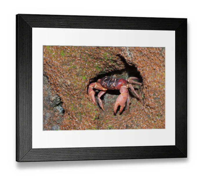 Framed Print : Juvenile crabs migrating ashore Framed Print : Juvenile crabs migrating ashore