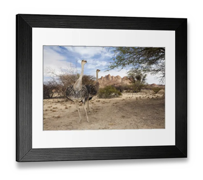 Framed Print : South African ostriches, Struthio camelus australis Framed Print : South African ostriches, Struthio camelus australis
