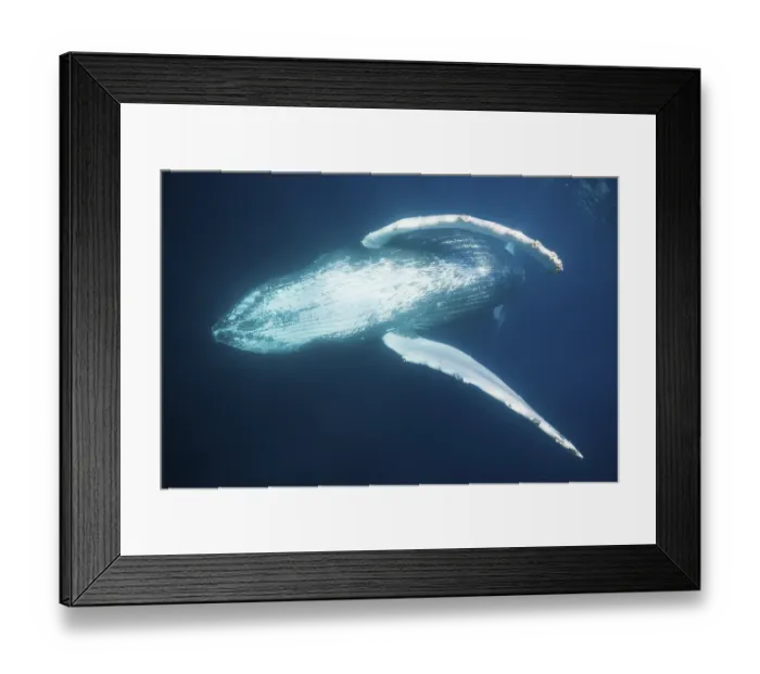 Framed Print : Humpback whale, Megaptera novaeangliae