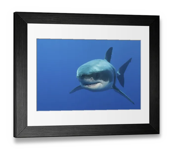 Framed Print : Great white shark, Carcharodon carcharias