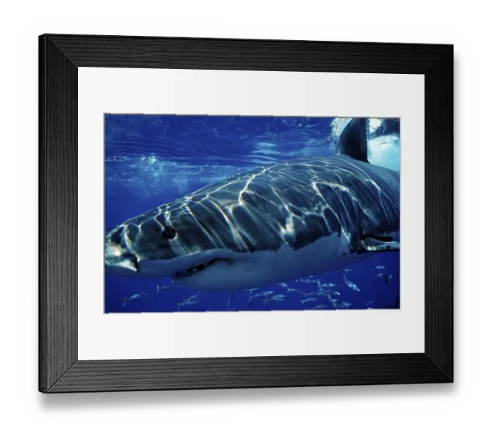Framed Print : Great white shark, Carcharodon carcharias
