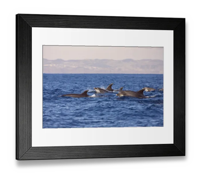 Framed Print : Tursiops truncatus, Azores, Atlantic Ocean Framed Print : Tursiops truncatus, Azores, Atlantic Ocean