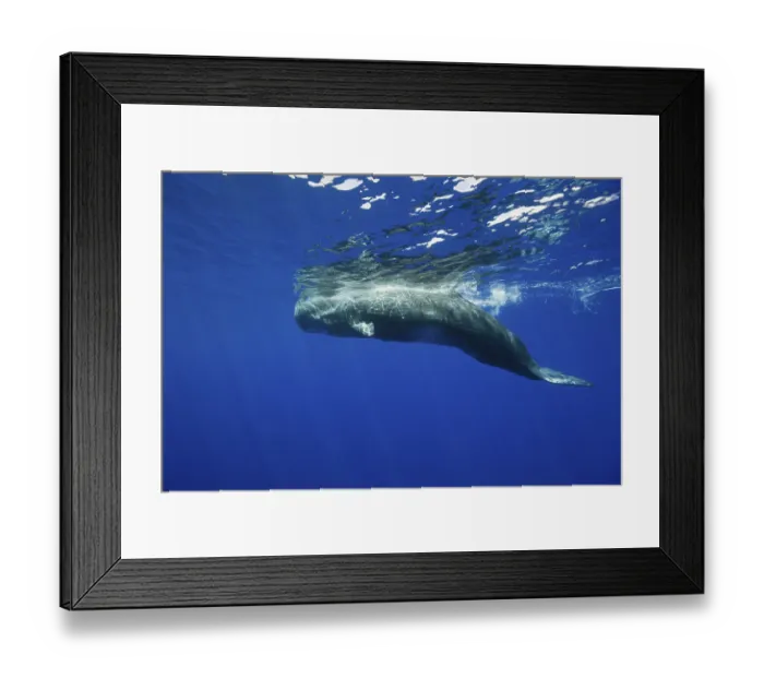 Framed Print : Sperm whale, Physeter catodon, Azores