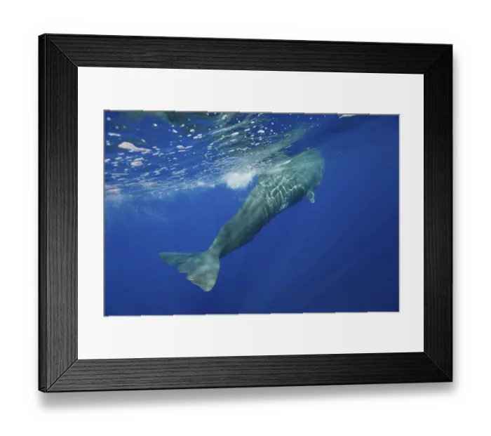 Framed Print : Sperm whale, Physeter catodon, Azores