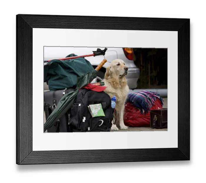 Framed Print : Golden Retriever and Luggage
