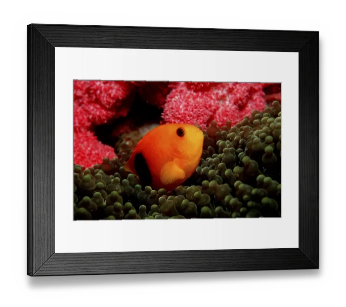Framed Print : Red Sattleback Clownfish, Andaman sea
