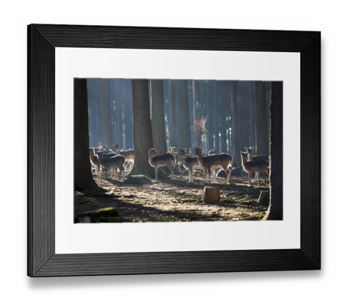Framed Print : Fallow deer (Dama dama), Bavaria, Germany