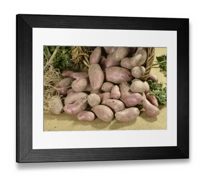 Framed Print : Potatoes (Solanum tuberosum), variety Red Emalie