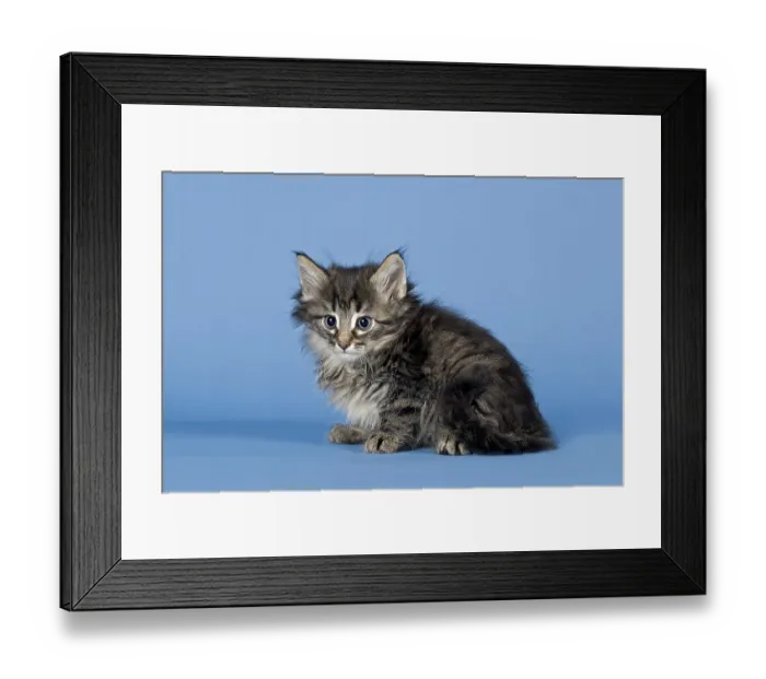 Framed Print : Norwegian Forest Cat, kitten, 7 weeks, Mackerel Framed Print : Norwegian Forest Cat, kitten, 7 weeks, Mackerel