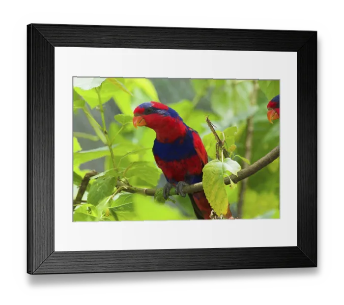 Framed Print : Red-and-blue lory, Moluccas (Eos histrio)