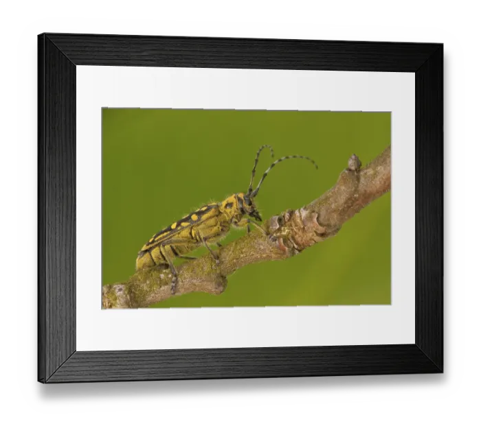 Framed Print : Saperda scalaris (Saperda scalaris) Framed Print : Saperda scalaris (Saperda scalaris)