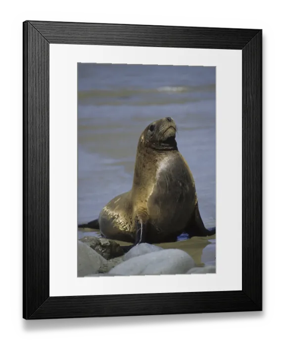 Framed Print : Hooker's Sea Lion (Phocarctos hookeri)
