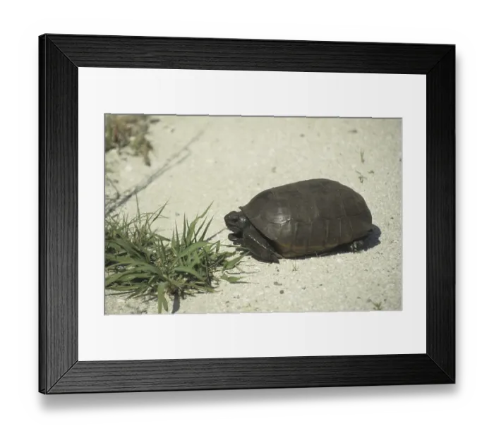 Framed Print : Gopher Tortoise (Gopherus polyphemus) Framed Print : Gopher Tortoise (Gopherus polyphemus)