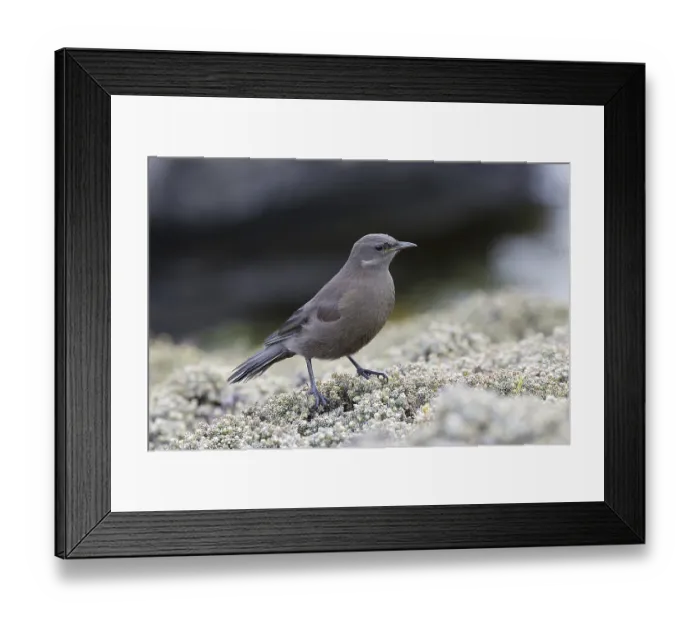 Framed Print : Tussac-bird (Cinclodes antarcticus)