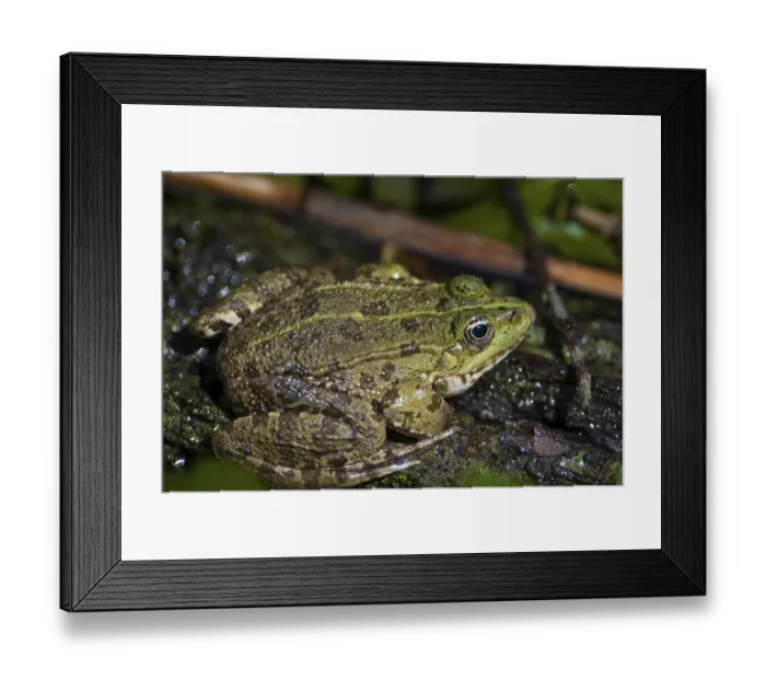 Framed Print : Marsh Frog (Pelophylax ridibundus or Rana ridibunda) Framed Print : Marsh Frog (Pelophylax ridibundus or Rana ridibunda)