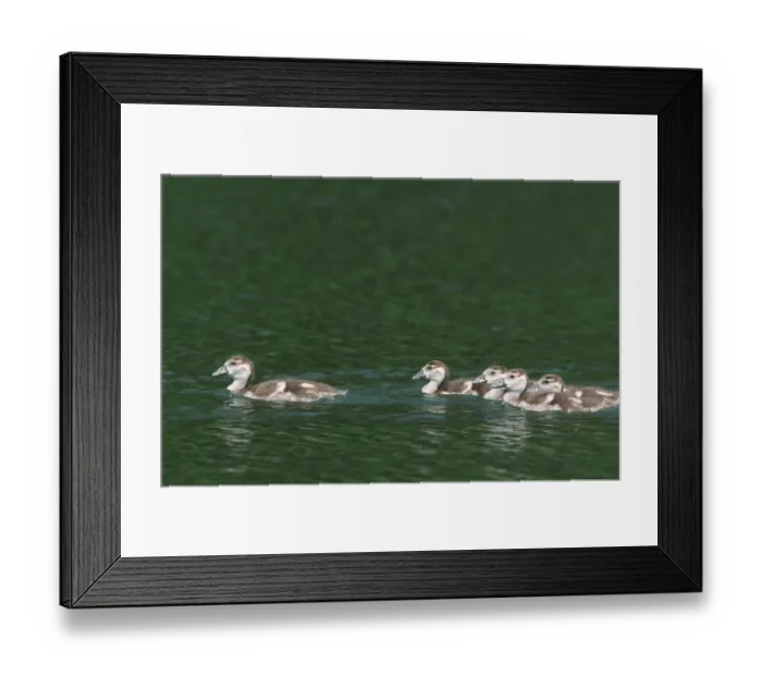 Framed Print : Egyptian egyptian goose (Alopochen aegyptiacus) Framed Print : Egyptian egyptian goose (Alopochen aegyptiacus)