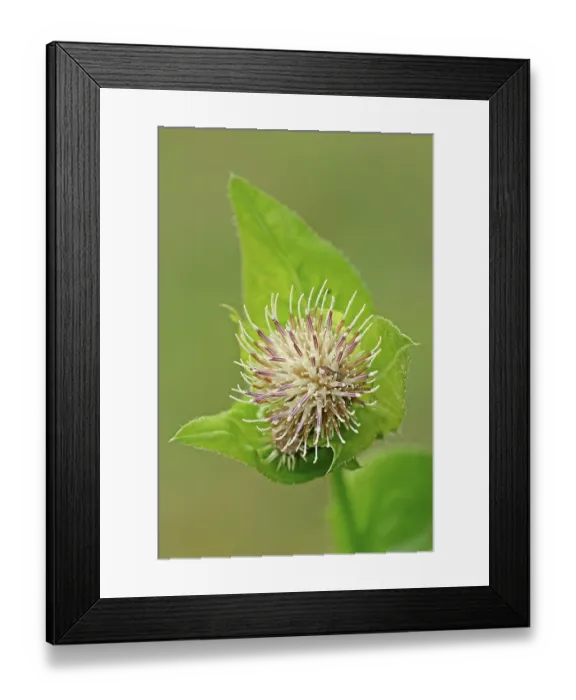 Framed Print : Cabbage Thistle (Cirsium oleraceum)