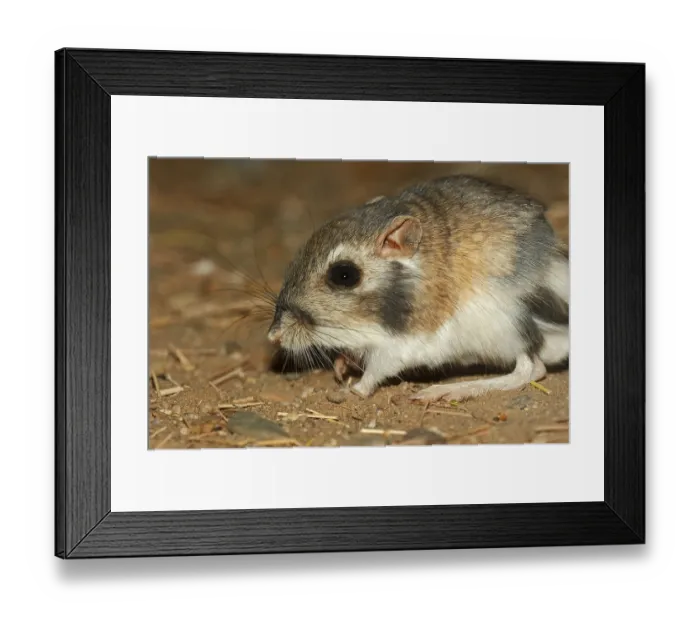 Framed Print : Merriam's kangaroo rat (Dipodomys merriami)