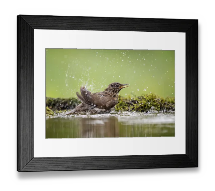 Framed Print : Song thrush (Turdus philomelos) bathing at a waterhole