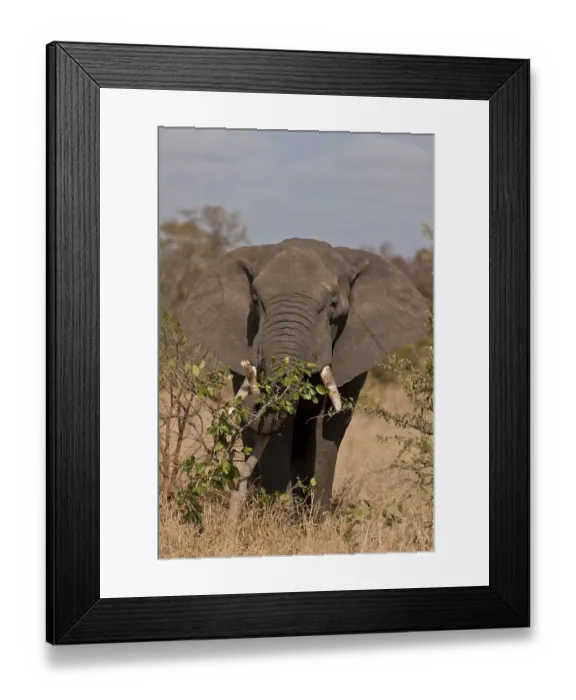 Framed Print : African elephant (Loxodonta africana)