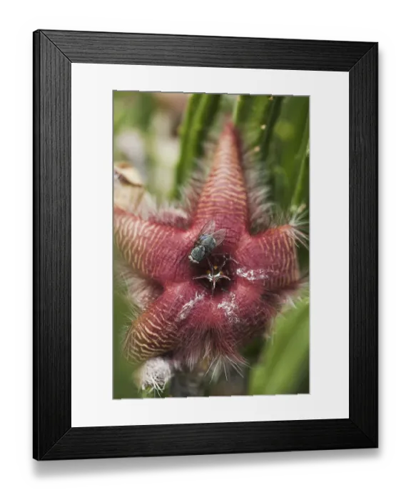 Framed Print : Fly on Carrion Plant (Stapelia gigantea)