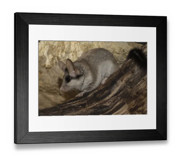 Framed Print : Asian garden dormouse (Eliomys melanurus)