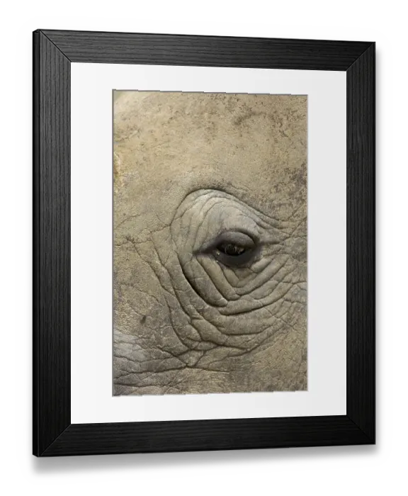 Framed Print : White rhinoceroses (Ceratotherium simum) Framed Print : White rhinoceroses (Ceratotherium simum)