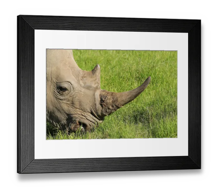 Framed Print : White rhinoceroses (Ceratotherium simum)