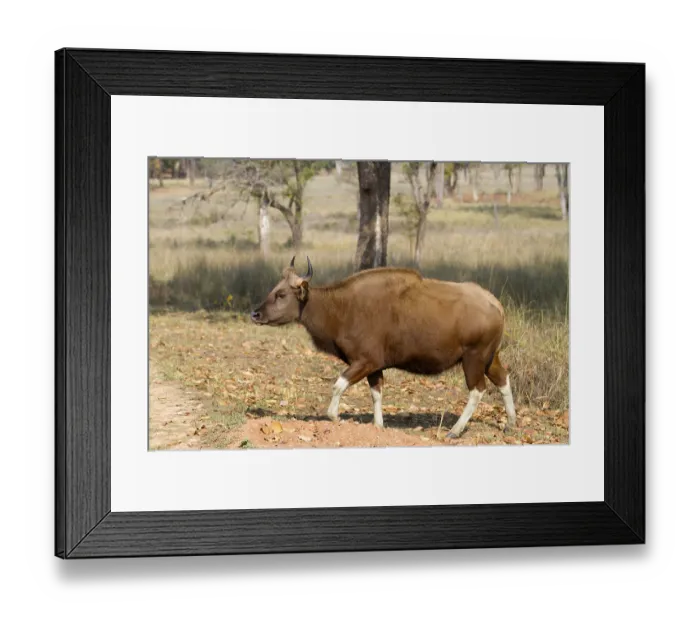 Framed Print : Gaur (Bos gaurus), adult female