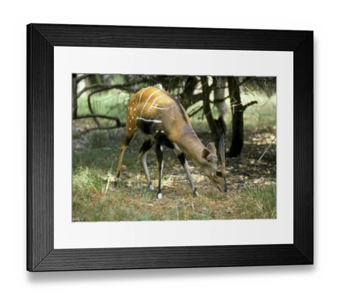 Framed Print : Antelope, Western Bushbuck (Tragelaphus s)