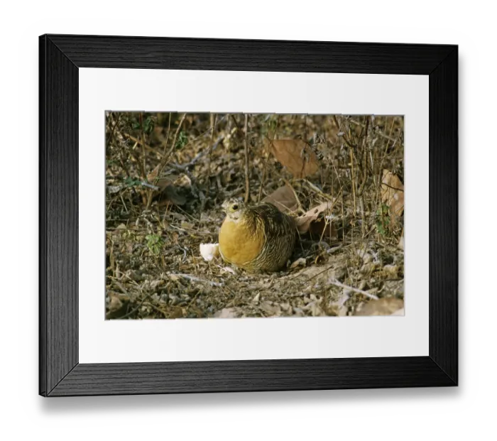 Framed Print : Sandgrouse, Sandgrouse, Chicken Framed Print : Sandgrouse, Sandgrouse, Chicken