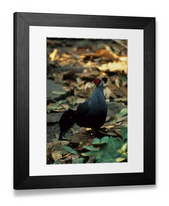 Framed Print : Siamese fireback (Lophura diardi) Framed Print : Siamese fireback (Lophura diardi)