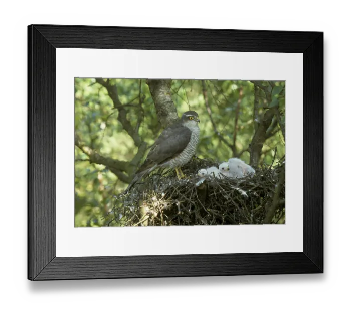 Framed Print : Eurasian sparrowhawk (Accipiter nisus) female at nest with young