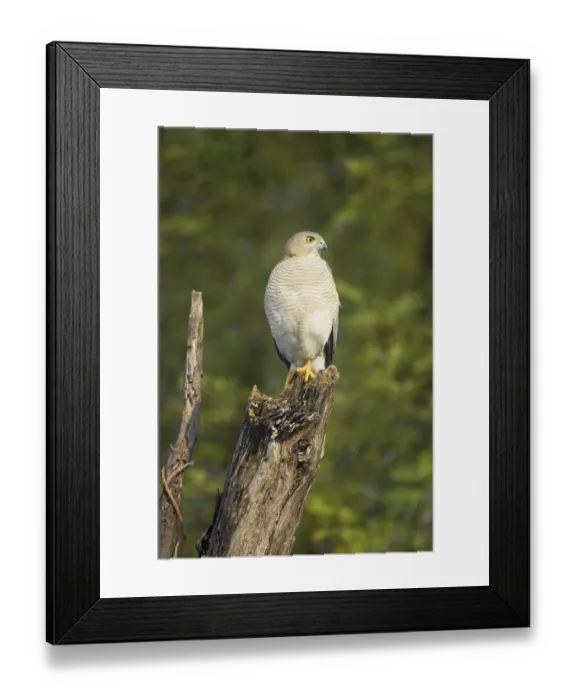 Framed Print : Shikra (Accipiter badius) adult Framed Print : Shikra (Accipiter badius) adult