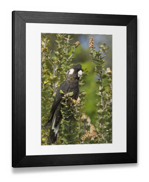 Framed Print : Carnaby's black cockatoo (Calyptorhynchus latirostris) female Framed Print : Carnaby's black cockatoo (Calyptorhynchus latirostris) female