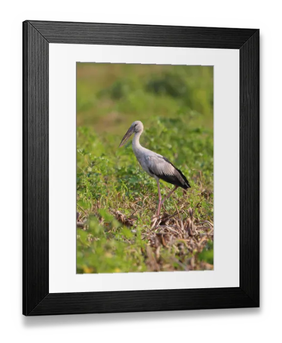 Framed Print : Asian Open-billed Stork (Anastomus oscitans) adult